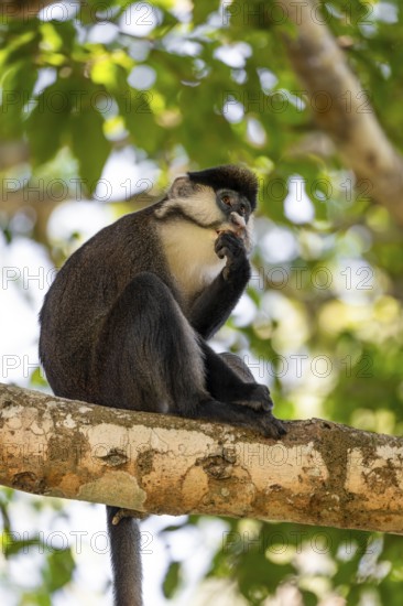 Red-tailed monkeys or Congo white-nosed monkeys (Cercopithecus ascanius schmidti), Kibale National Park, Uganda