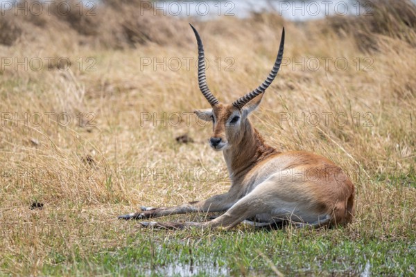 Letschwe or litchi bog antelope (Kobus leche), adult male, in tall dry grass, Okavango Delta, Moremi Game Reserve, Botswana
