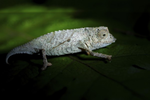 Zomba dwarf chameleon (Rieppeleon brachyurus), white chameleon on a branch at night, Amani Nature Forest Reserve, Eastern Usambara Mountains, Tanga, Tanzania