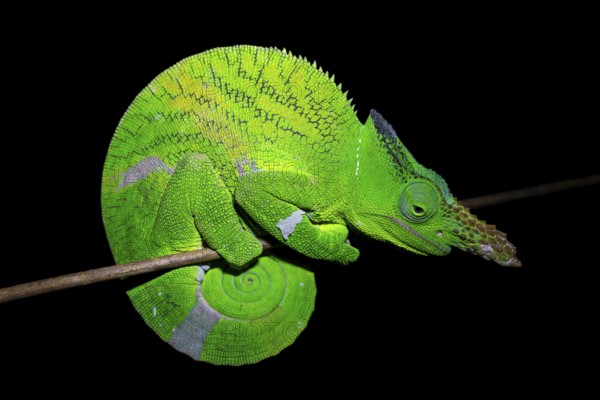 Squishy bihorn chameleon (Kinyongia matschiei), adult male, chameleon on a branch at night, Amani Nature Forest Reserve, Eastern Usambara Mountains, Tanga, Tanzania