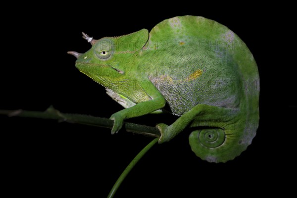 Usambara three-horned chameleon (Trioceros deremensis), chameleon on a branch at night, Amani Nature Forest Reserve, Eastern Usambara Mountains, Tanga, Tanzania