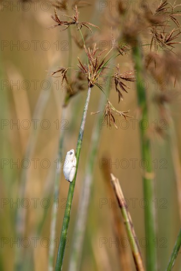 Marble redfrog (Hyperolius marmoratus), white frog sitting on a papyrus, Xakanaxa Lagoon, Okavango Delta, Moremi Game Reserve, Botswana