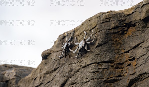 Red rock crabs (Grapsus adscensionis), black cubs on a volcanic rock, coast, La Santa, Lanzarote, Canary Islands, Spain