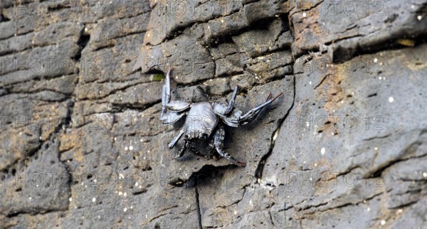 Red rock crab (Grapsus adscensionis), black young on a volcanic rock, coast, La Santa, Lanzarote, Canary Islands, Spain