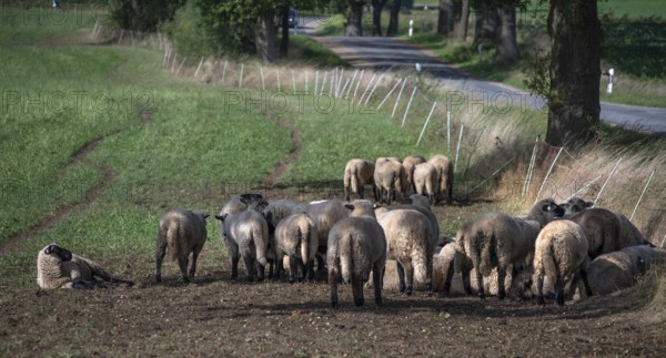 Black-headed sheep (Ovis gmelini aries) graze close to a road separated by a pasture fence, Mecklenburg-Western Pomerania, Germany