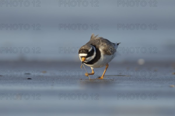 Ringed plover (Charadrius hiaticula) adult wader bird feeding on a worm on a beach, England, United Kingdom