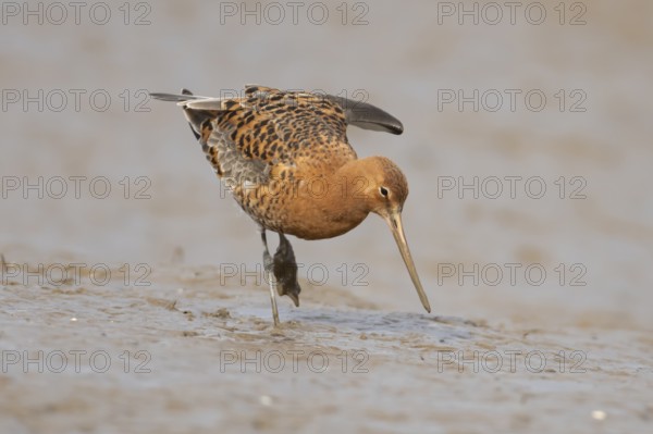 Black tailed godwit (Limosa limosa) adult male wader bird in summer plumage on a mudflat, England, United Kingdom