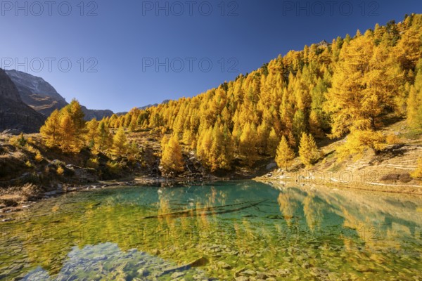 Lac Bleu with autumnal larches, Evolene, Val d'Herens, Canton of Valais, Switzerland