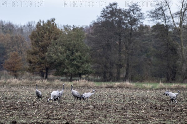 Cranes (Grus grus), Lower Saxony, Germany