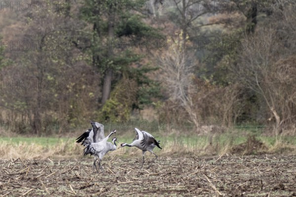 Cranes (Grus grus), fighting, Lower Saxony, Germany