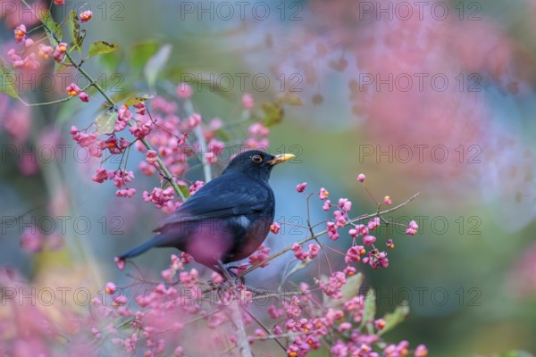 A common blackbird (Turdus merula) sits in a European spindle tree (Euonymus europaeus), and eats the fruit