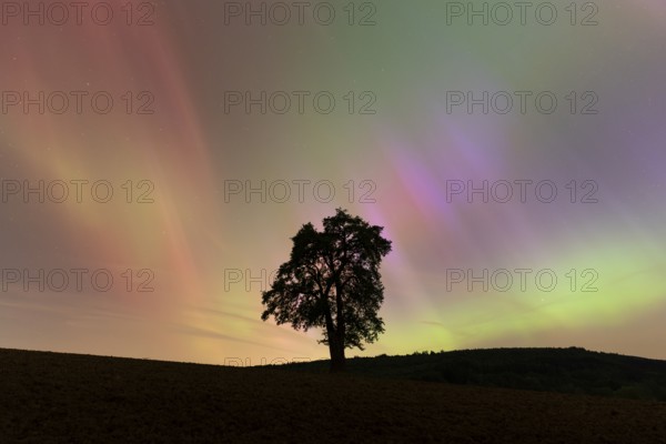 A solitary pear tree at night with aurora borealis. Rhein-Neckar District, Baden-Württemberg, Germany