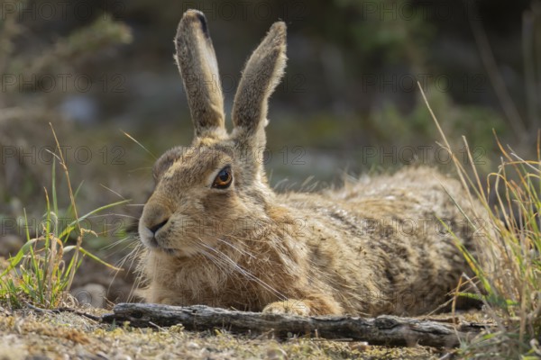 European brown hare (Lepus europaeus) adult animal resting, England, United Kingdom