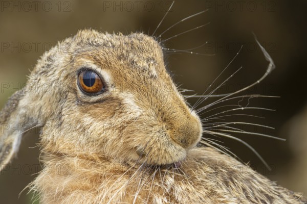 European brown hare (Lepus europaeus) adult animal washing itself, England, United Kingdom
