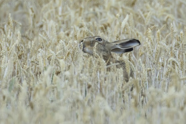 European brown hare (Lepus europaeus) adult animal eating a wheat plant sheath in a farmland field in summer, England, United Kingdom