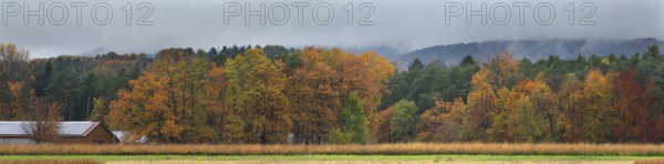 Mixed forest in autumn colors on a rainy day, Eckental, Middle Franconia, Bavaria, Germany