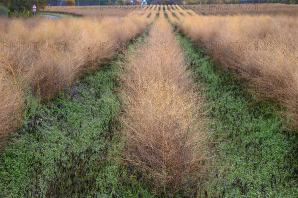 Asparagus herb in herb color, Eckental, Middle Franconia, Bavaria, Germany