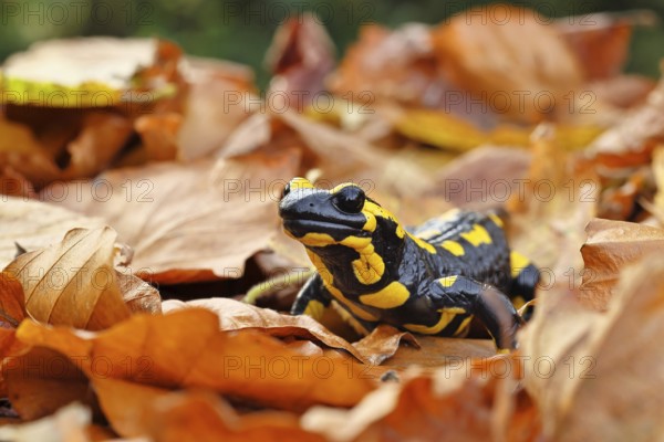 Fire salamander (Salamandra salamandra), in a beech forest on autumn leaves, autumn, Wilnsdorf, North Rhine-Westphalia, Germany