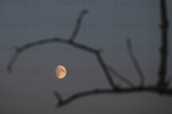 Reddish moon early evening, Darß, Mecklenburg-Western Pomerania, Germany