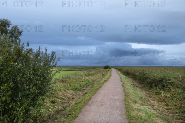 Hiking trail through the lagoon landscape, rain clouds (Nimbostratus), Ahrenshoop, Darß, Mecklenburg-Western Pomerania, Germany