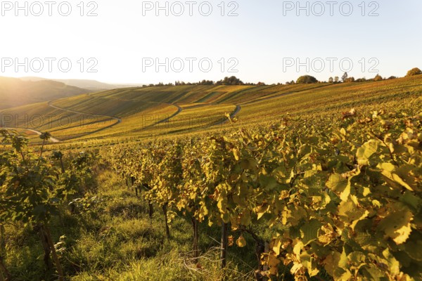 Golden evening sun shines over the colorful vines in the vineyards of Beutelsbach and Weinstadt Baden-Württemberg Germany