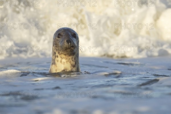 Grey seal (Halichoerus grypus) adult animal in the breaking waves of the sea, England, United Kingdom