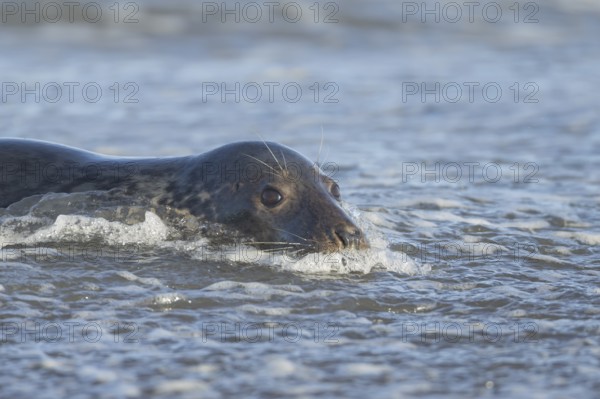 Grey seal (Halichoerus grypus) adult animal in the waves of the sea, England, United Kingdom
