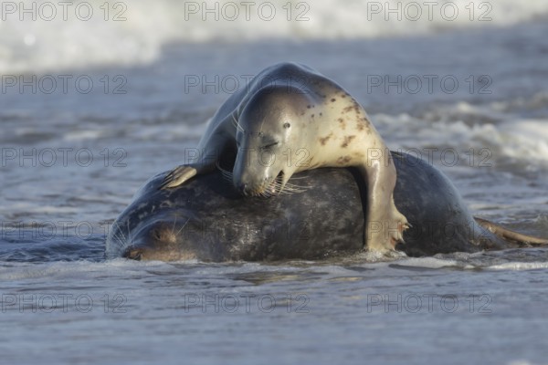 Grey seal (Halichoerus grypus) two adult animals in love courting in the waves of the sea, England, United Kingdom