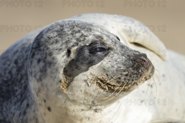 Common seal (Phoca vitulina) adult animal head portrait, England, United Kingdom