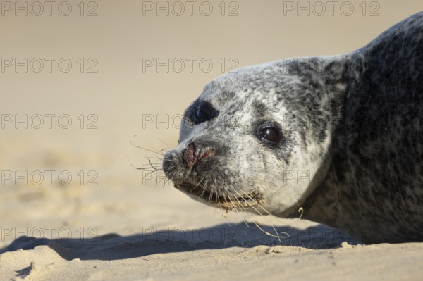 Common seal (Phoca vitulina) adult animal resting on a beach, England, United Kingdom