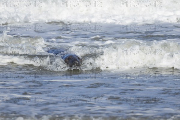 Grey seal (Halichoerus grypus) adult animal in the sea with a breaking wave going over its body, England, United Kingdom