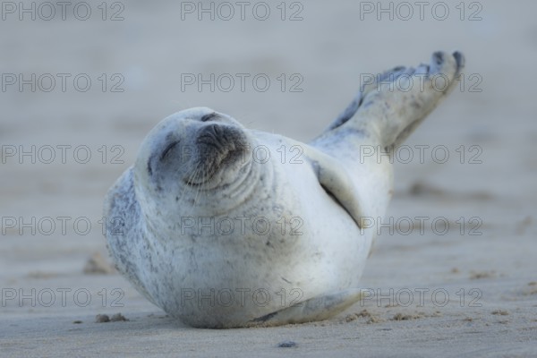 Common seal (Phoca vitulina) adult animal sleeping on a beach, England, United Kingdom