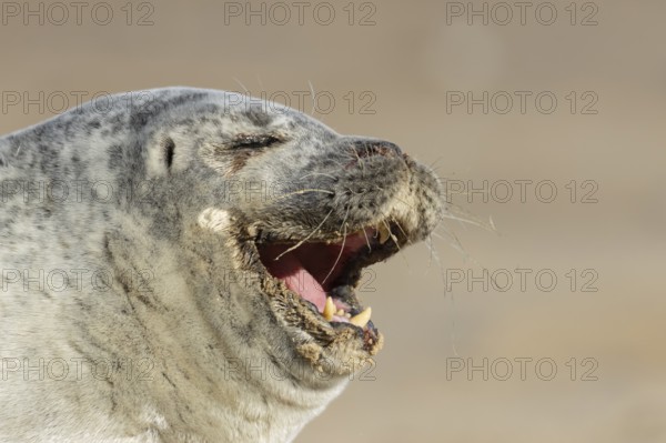 Common seal (Phoca vitulina) adult animal yawning on a beach, England, United Kingdom