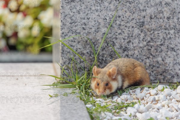A European hamster (Cricetus cricetus) forages for food on a grave. Vienna, Austria