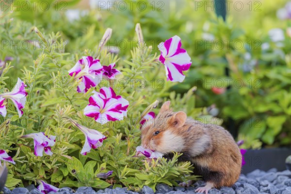 A European hamster (Cricetus cricetus) searches for food on a decorated grave and eats the petals of flowers. Vienna, Austria