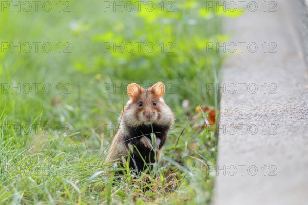 A European hamster (Cricetus cricetus) stands upright on green grass near a grave. Vienna, Austria