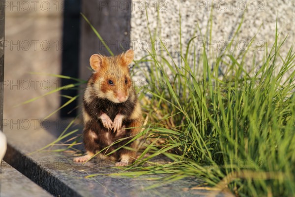 A European hamster (Cricetus cricetus) stands on a grave in the evening sun, searching for food. Vienna, Austria