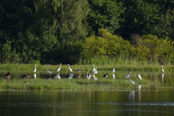 Black storks (Ciconia nigra) and great egret (Ardea alba) in the shallow water zone of a pond, Lower Saxony, Germany