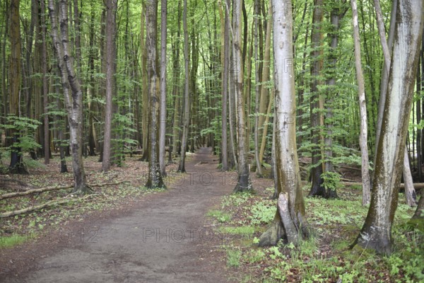 Beech forest in Jasmund National Park on the island of Rügen, Mecklenburg-Western Pomerania, Germany