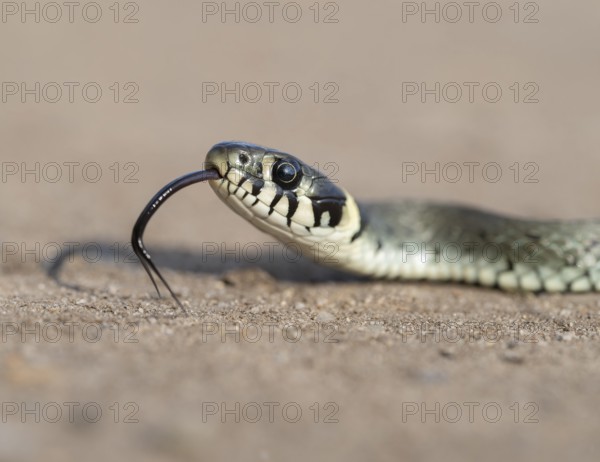 Grass snake (Natrix natrix), portrait, tonguing, forked tongue, Lower Saxony, Germany