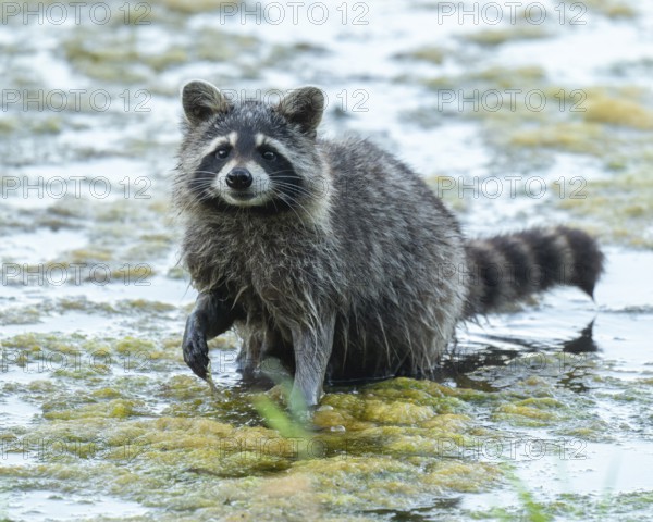 Raccoon (Procyon lotor), looking for food in the shallow water zone of a lake, Lower Saxony, Germany