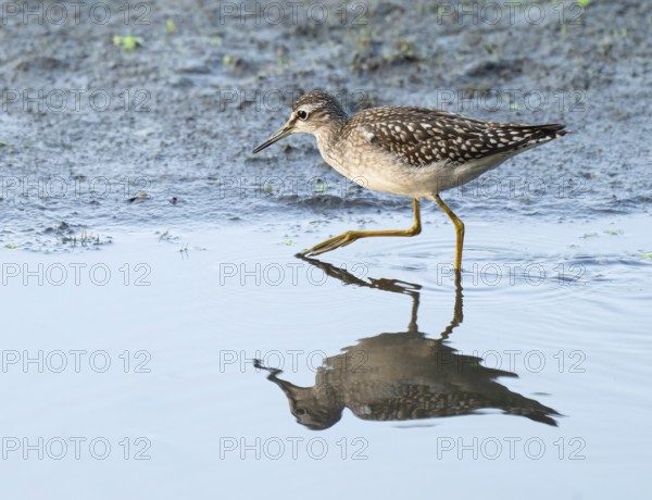Green thighs (Tringa nebularia) looking for food in the shallow water zone of a body of water, wetland, Lower Saxony, Germany