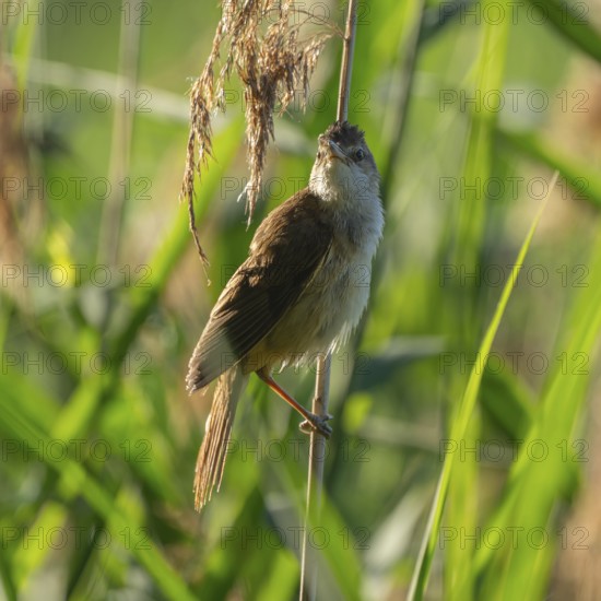 Thrush warbler (Acrocephalus arundinaceus) on a reed, reed (Phragmites australis), Lower Saxony, Germany