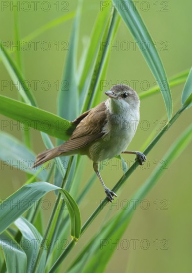 Thrush warbler (Acrocephalus arundinaceus) on a reed, reed (Phragmites australis), Lower Saxony, Germany