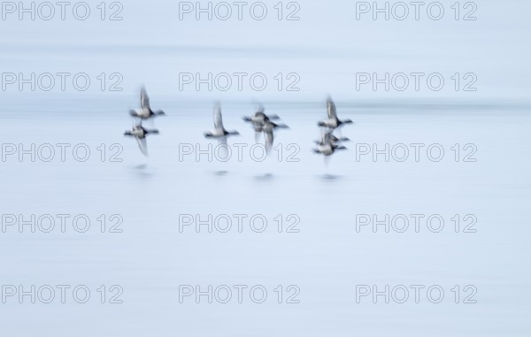 Heron duck (Aythya fuligula), heron flying over a lake, motion blur, long exposure, pull, mopping effect, Lower Saxony, Germany