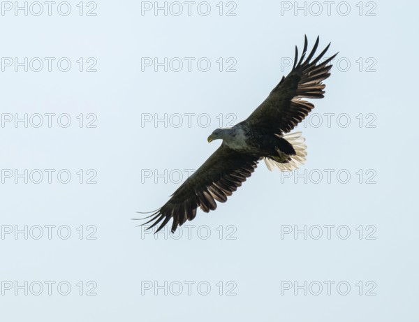 White-tailed eagle (Haliaeetus albicilla) in flight looking for food, Lower Saxony, Germany