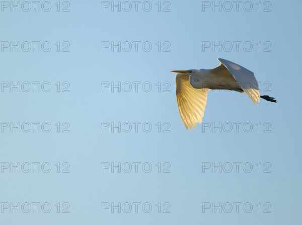 Great egret (Ardea alba) in flight, in warm orange morning light, blue sky, Lower Saxony, Germany