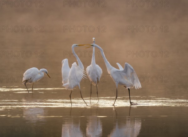 Great egrets (Ardea alba) stand in the warm orange morning light in the shallow water zone of a lake and quarrel, squabbles of fog over the water, Lower Saxony, Germany