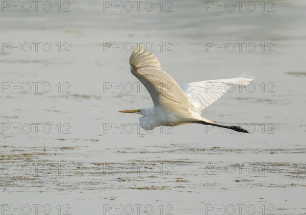 Great egret (Ardea alba) flies over a body of water, Lower Saxony, Germany