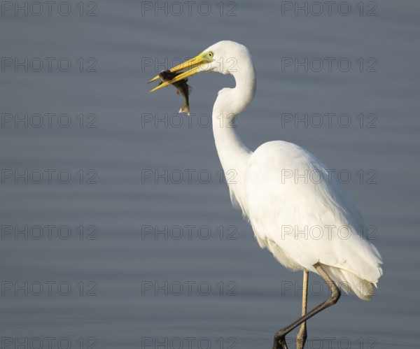 Great egret (Ardea alba) stands in the shallow water zone of a wetland with a fish in its beak, Lower Saxony, Germany